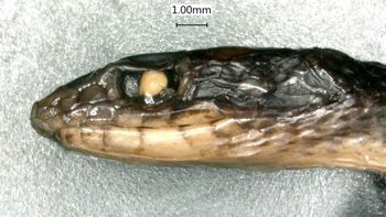 Media type: image;   Herpetology R-28468